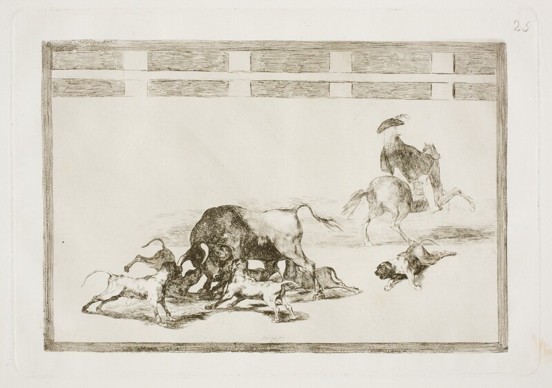 Dogs are thrown to the bull