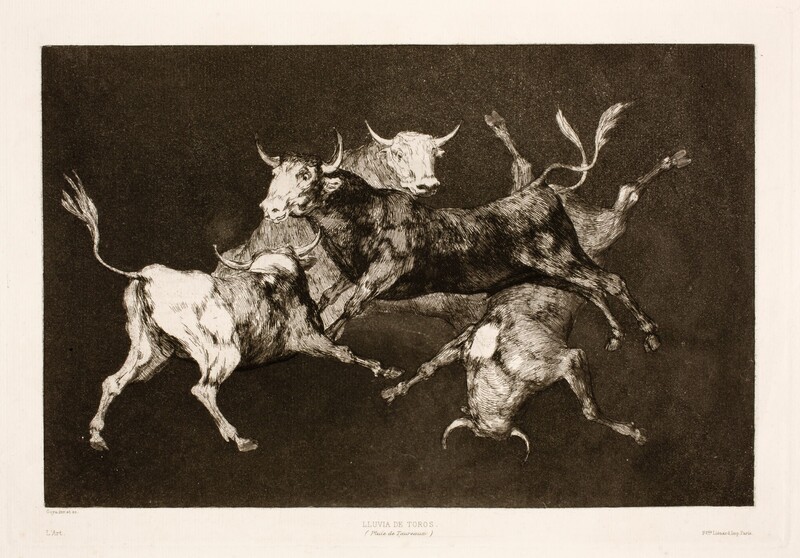 Bulls folly